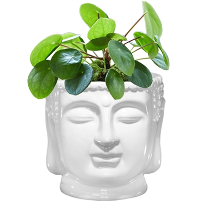 Buddha Bust Porcelain Planter Pot