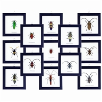 Bug Frame Collection