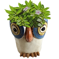 Olinda Owl Ceramic Planter Pot